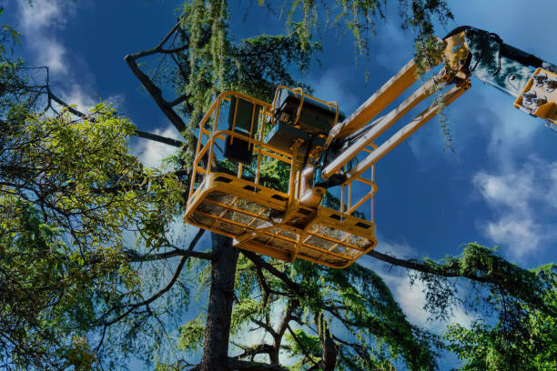 Why Choose Our Tree Removal Services in Fort Defiance, AZ?