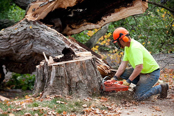 Trusted Fort Defiance, AZ Tree Services Experts